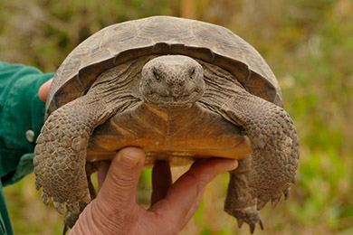 Georgia Forest Conservation Supports Gopher Tortoise Habitat The