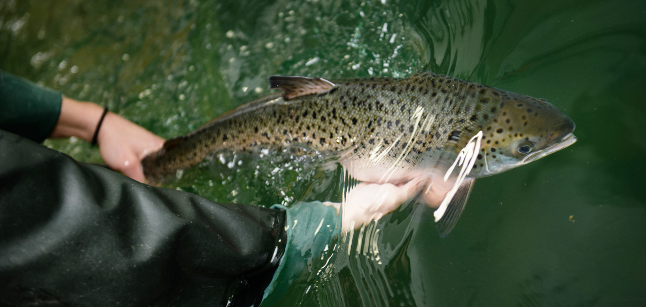 A person holding a fish, showcasing the fish's vibrant colors and unique patterns.