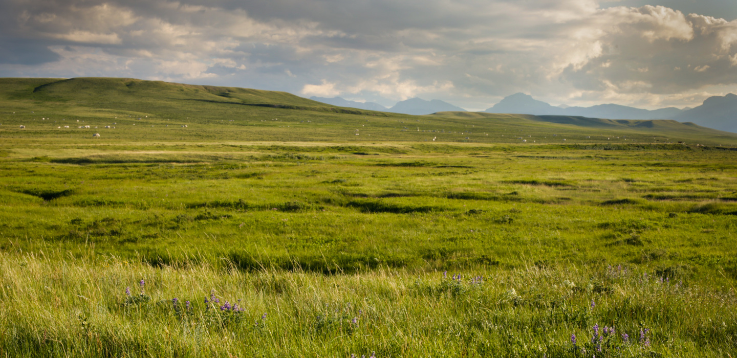 A herd of animals in the distance grazing peacefully in a lush grassy field in the grasslands of Montana.