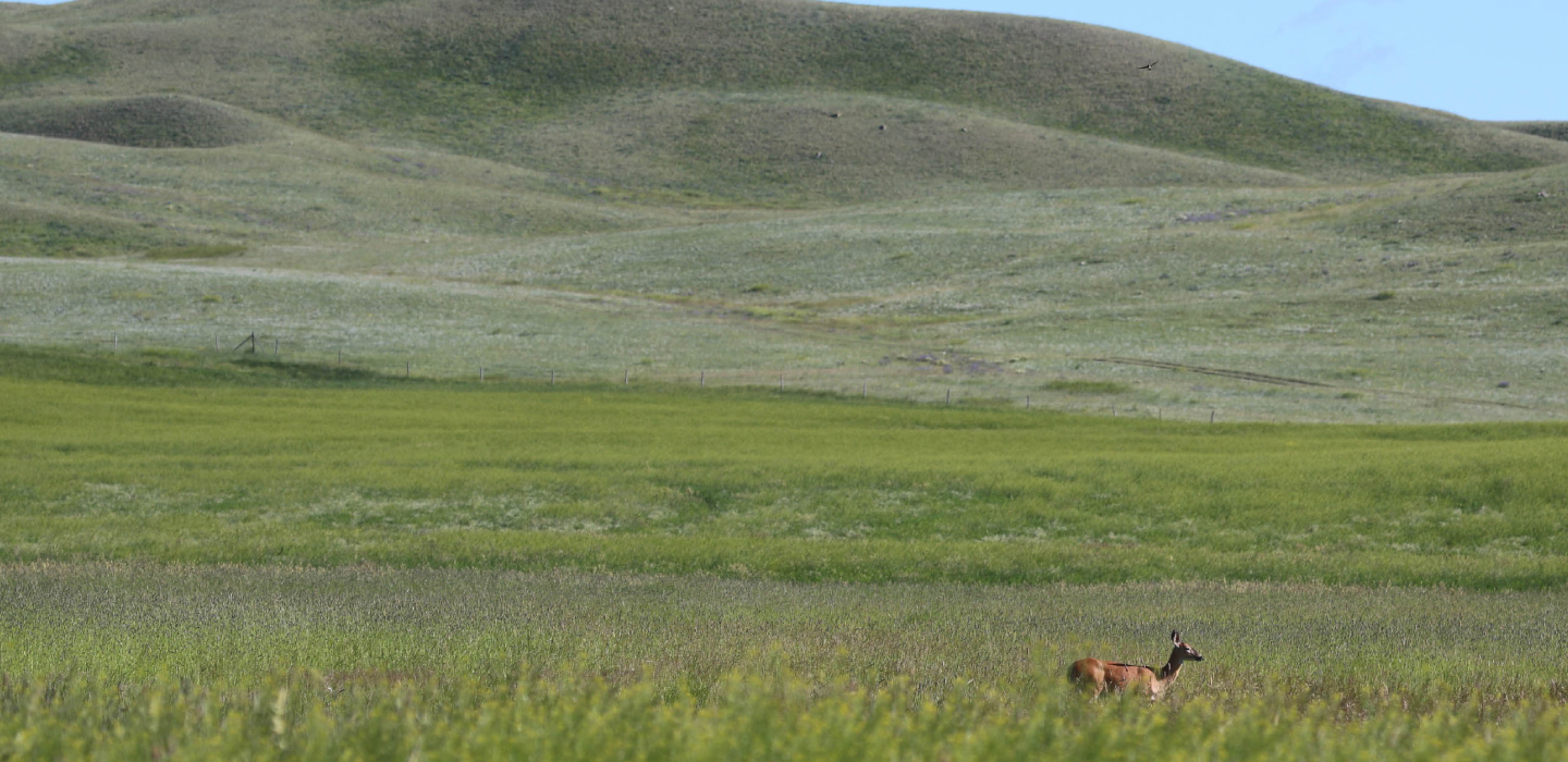 A deer stands gracefully in a lush field, with rolling hills visible in the background under a clear sky.