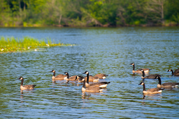 waterfowl