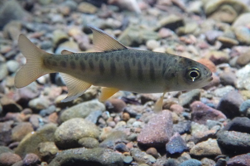 2 12 21 Juvenile coho salmon cNickBauer California Sea Grant