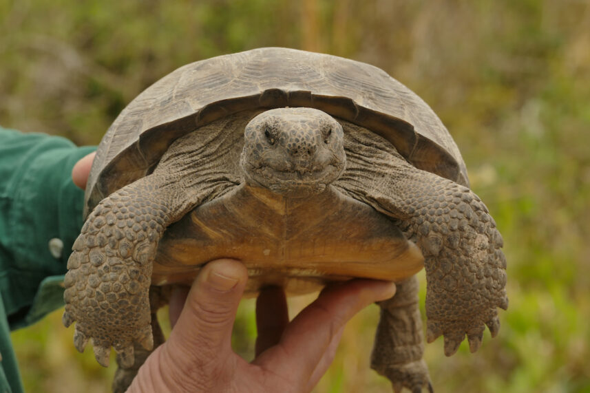 Man holds Gopher tortoise