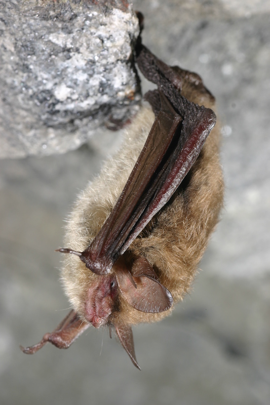 10 28 21 northern long earred bat c USFWS