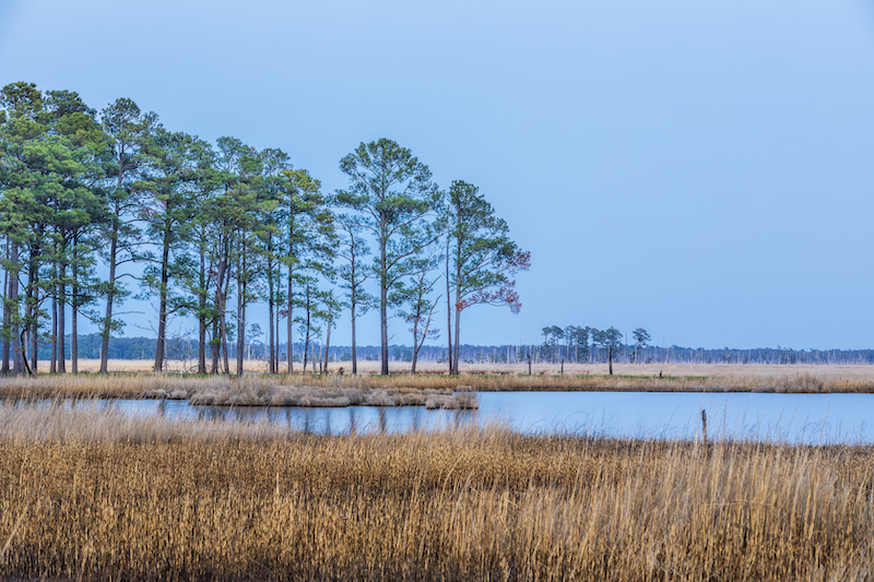 4 8 21 Blackwater NWR MD c EcoPhotography201904052 1