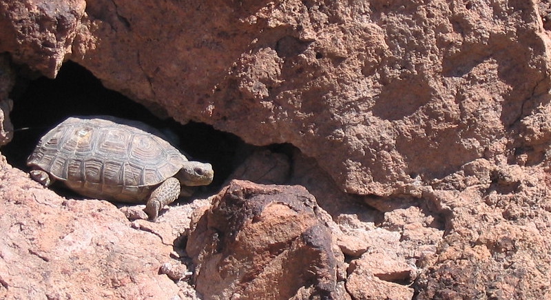 4 8 21 Mojave Desert Tortoise by USFWS Pacific Southwest Region copy