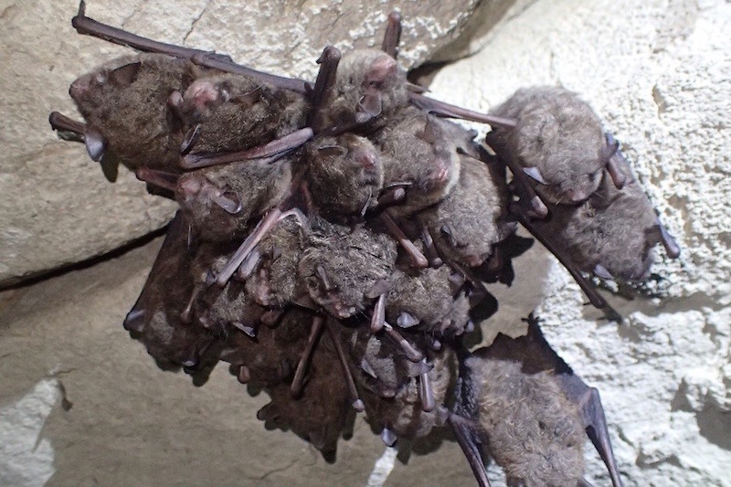 8 30 21 A cluster of endangered Indiana bats in Skinner Cave