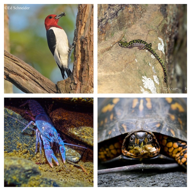 8 30 21 wildlife collage