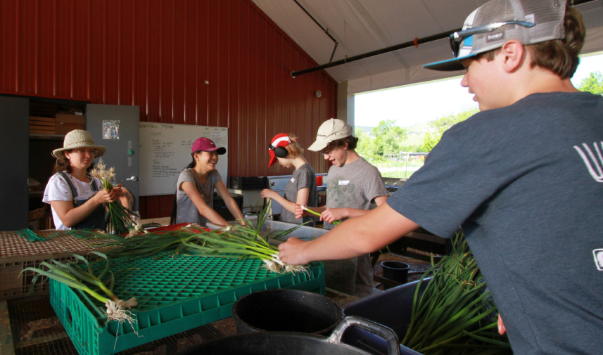 People bunch green onions on an urban farm in Colorado