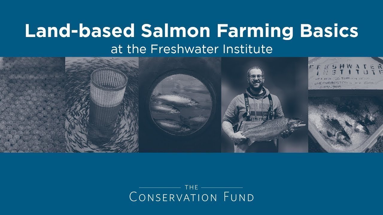land based fish farming basics