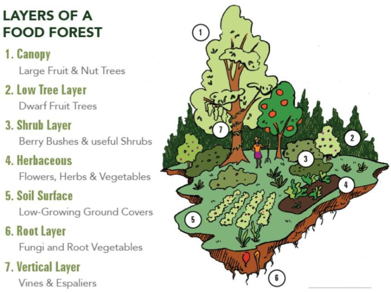 Layers of a Food Forest