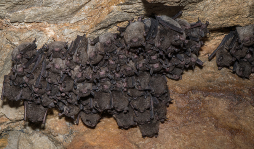 Small bats hang upside down inside a cave at Sodalis Nature Preserve