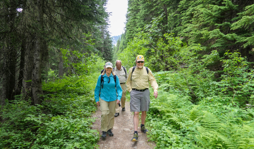 Three hikers walk the Pacific Crest Trail with tall green trees and green shrubbery on either side of the trail.