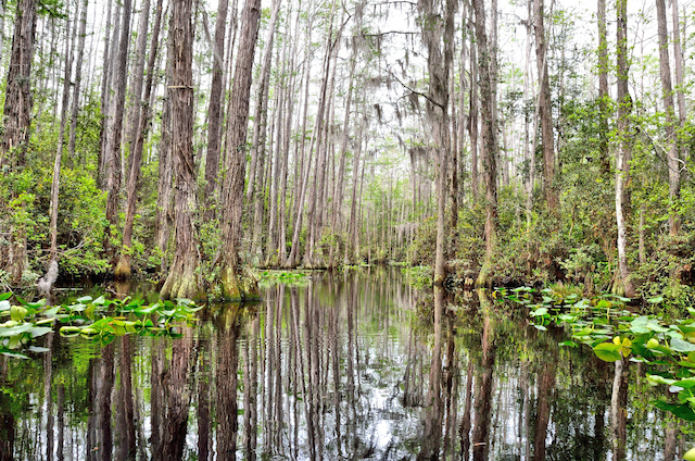 Suwannee River Headwaters Forest – Georgia - The Conservation Fund