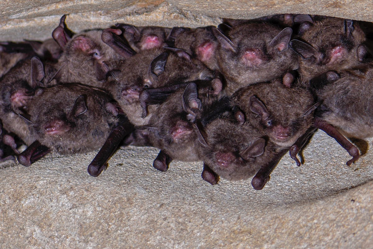 A bunch of more than ten bats squished in a rock crevice