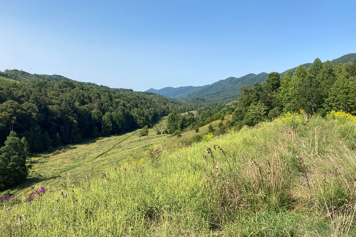 Grassy field with trees in the background