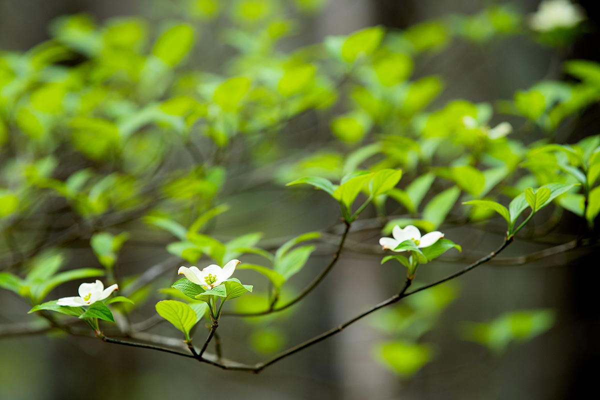 Close up of small white flowers on a branch with green leaves