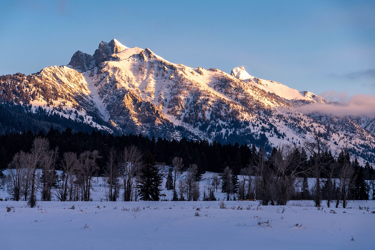 Snowy field with trees and a snowcapped mountain in the background