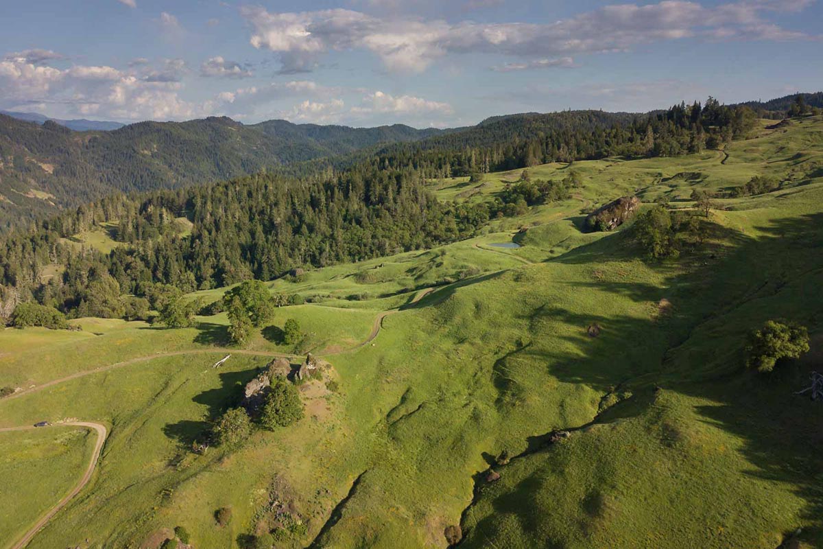 Rolling green hills with trees and mountain in the background