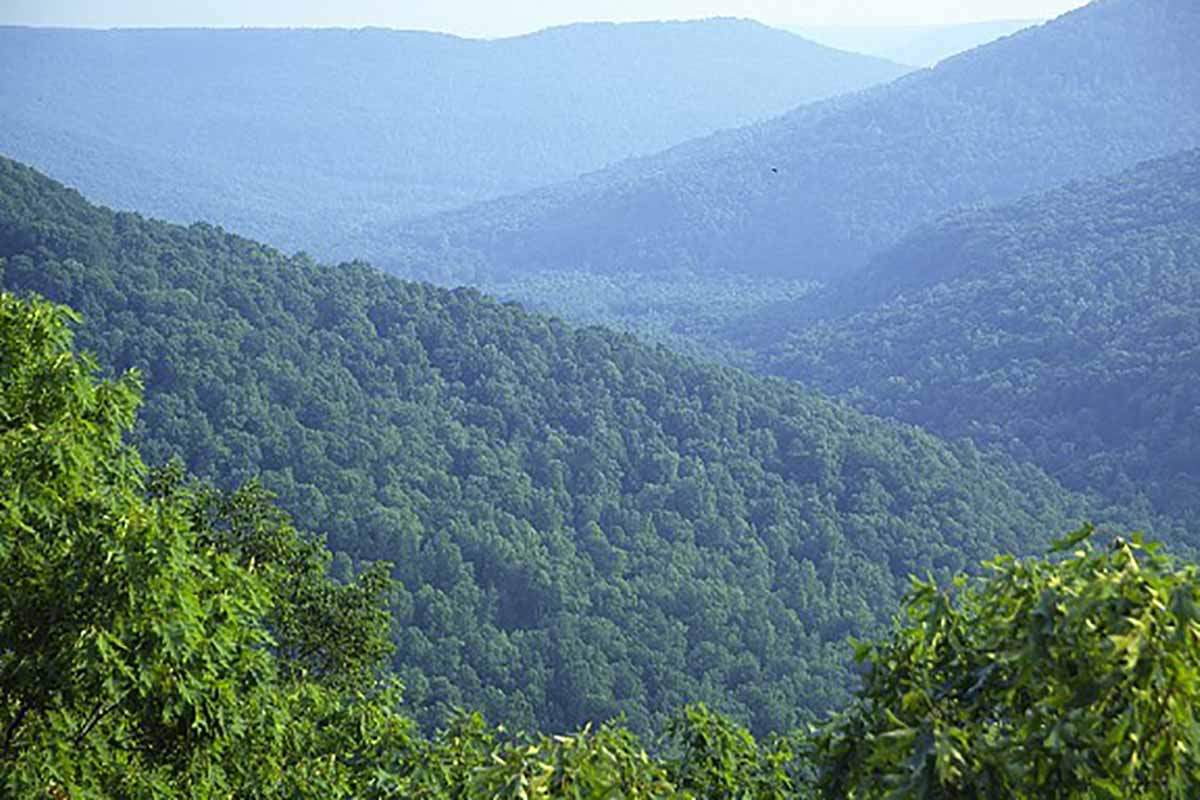 Rolling hillsides covered in trees