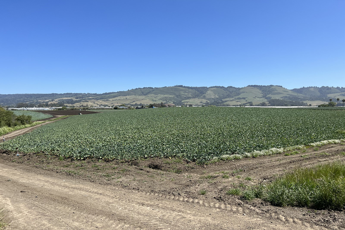 Low growing green crops with grassy hills in the background