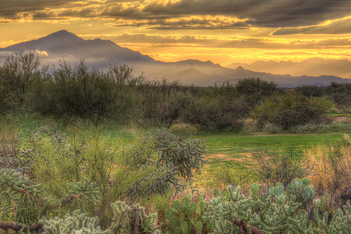 Cacti and brush with misty mountains in the background at sunrise