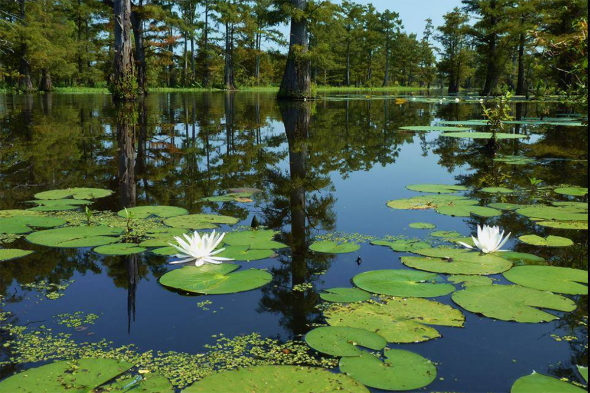 Lily pads with white flowers on the surface of a pond with trees in the background