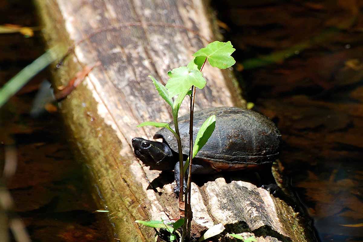 Turtle sitting on a log in a river