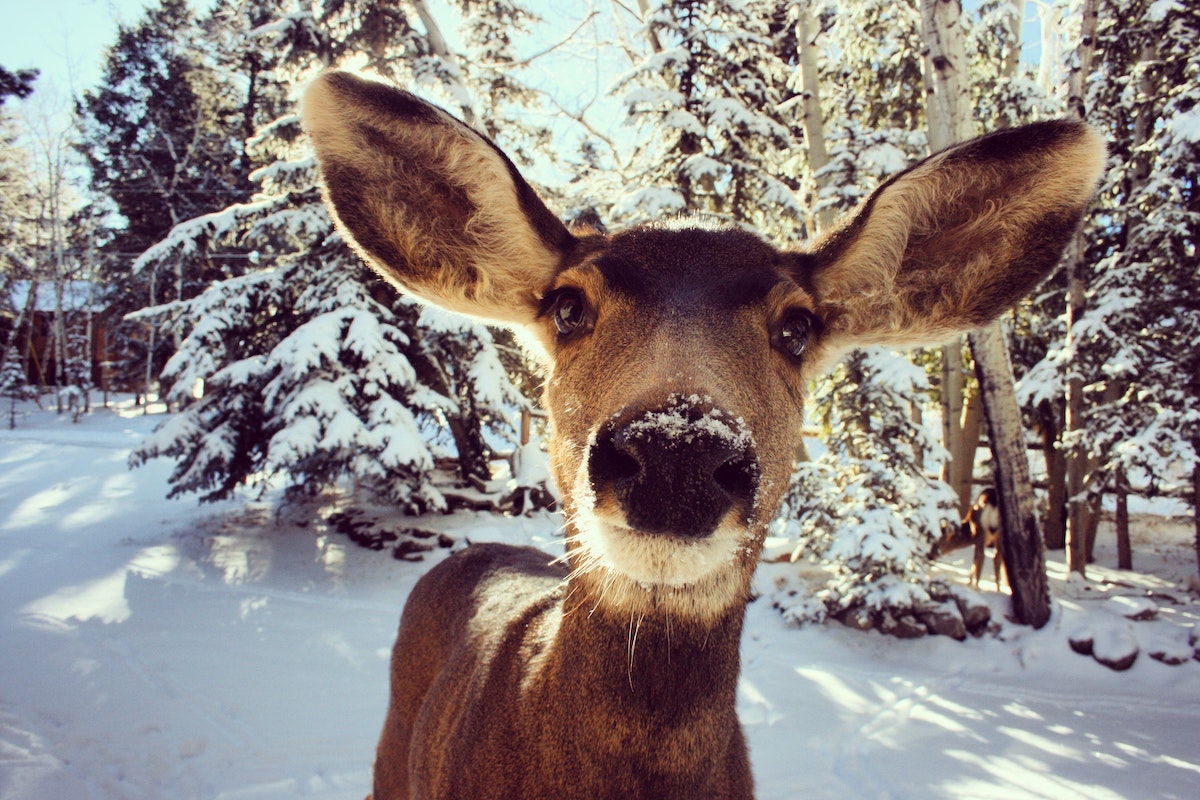 Deer looking at the camera with a snowy landscape and trees