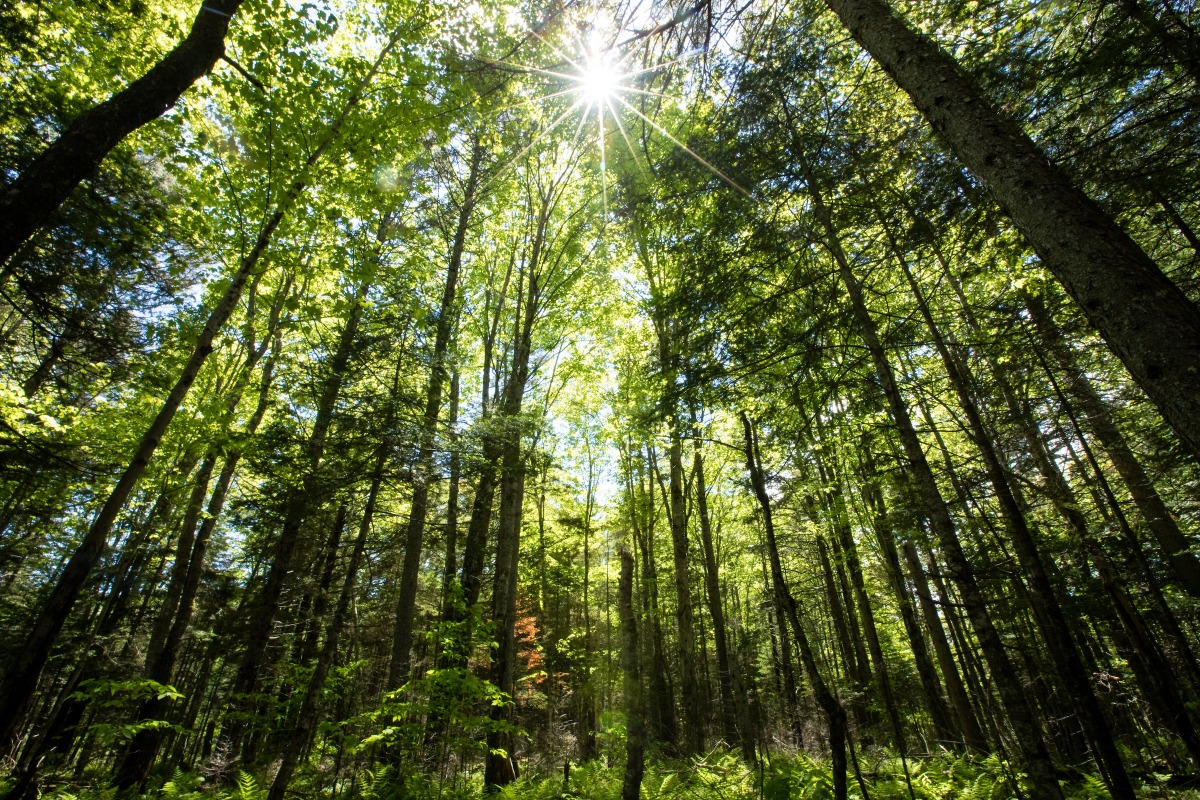 Looking up through treetops in the forest, with the sun poking through the leaves