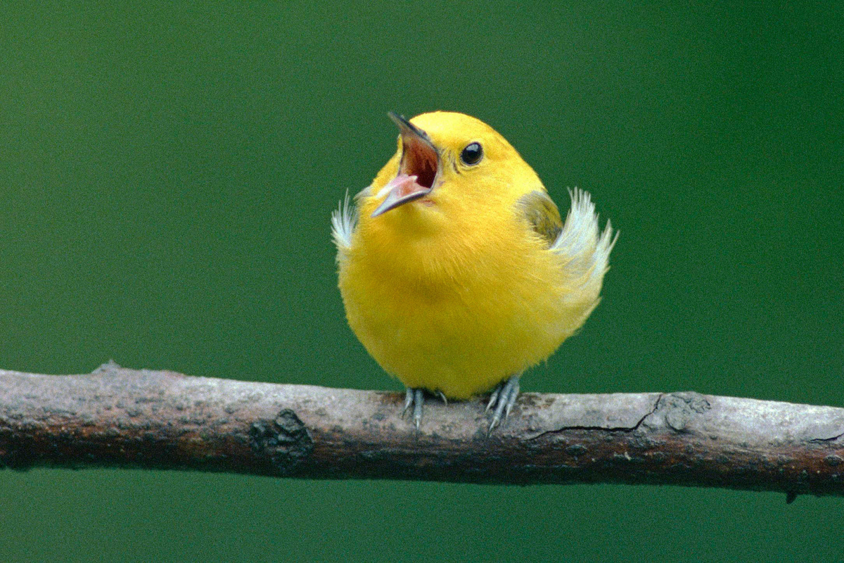 Small yellow bird with its beak open sitting on a branch