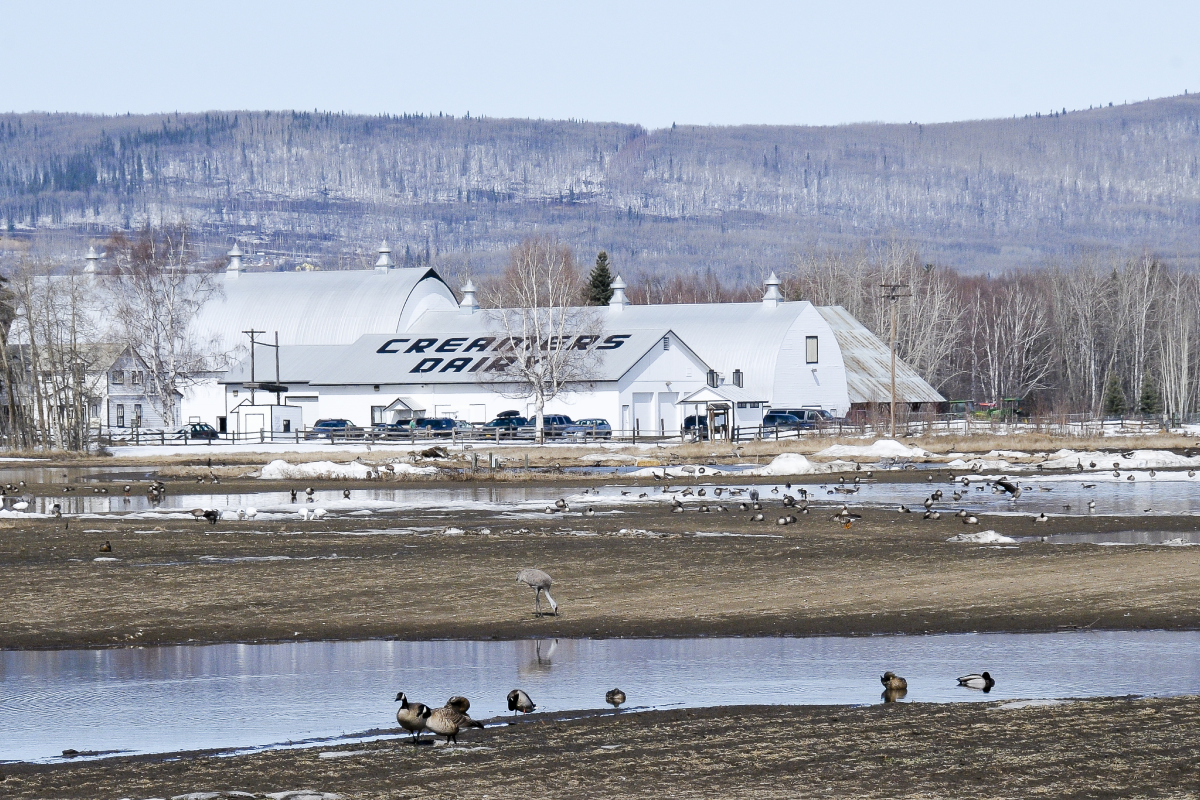 Large white dairy building with puddles, ducks, and geese in the foreground