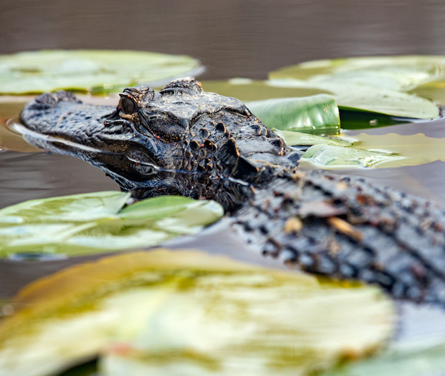 Alligator in water with lily pads