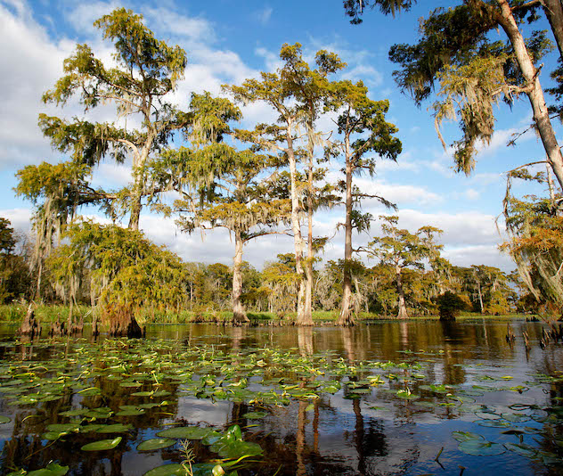 Marshland with lily pads and trees stretching out of the water