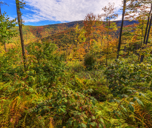 Forest floor and trees with fall colors