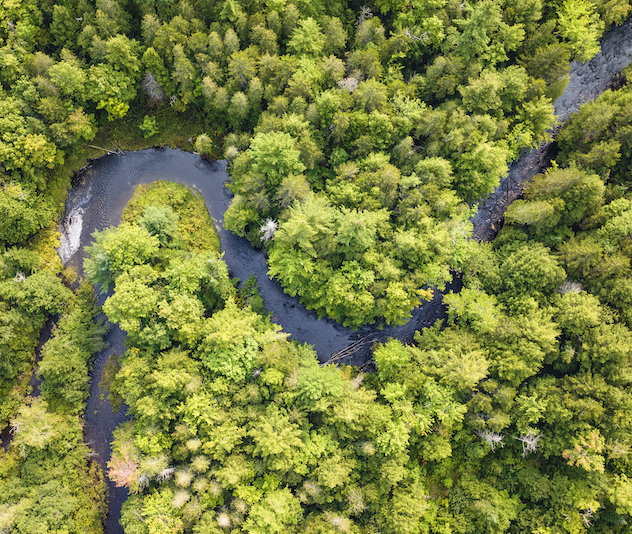 Winding river with green trees from above