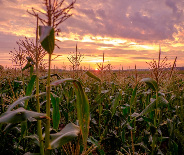 Corn field at sunset