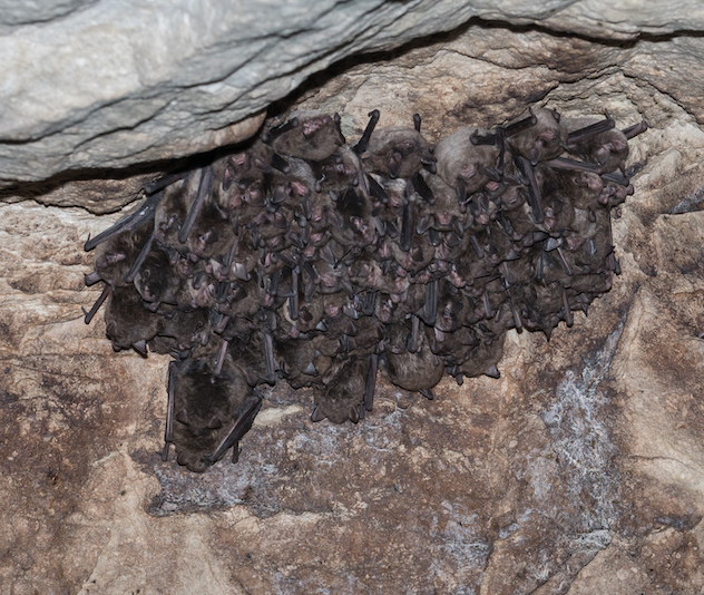 Group of bats huddled together in a cave