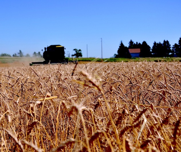 Closeup of wheat field with harvester and farm buildings in the background