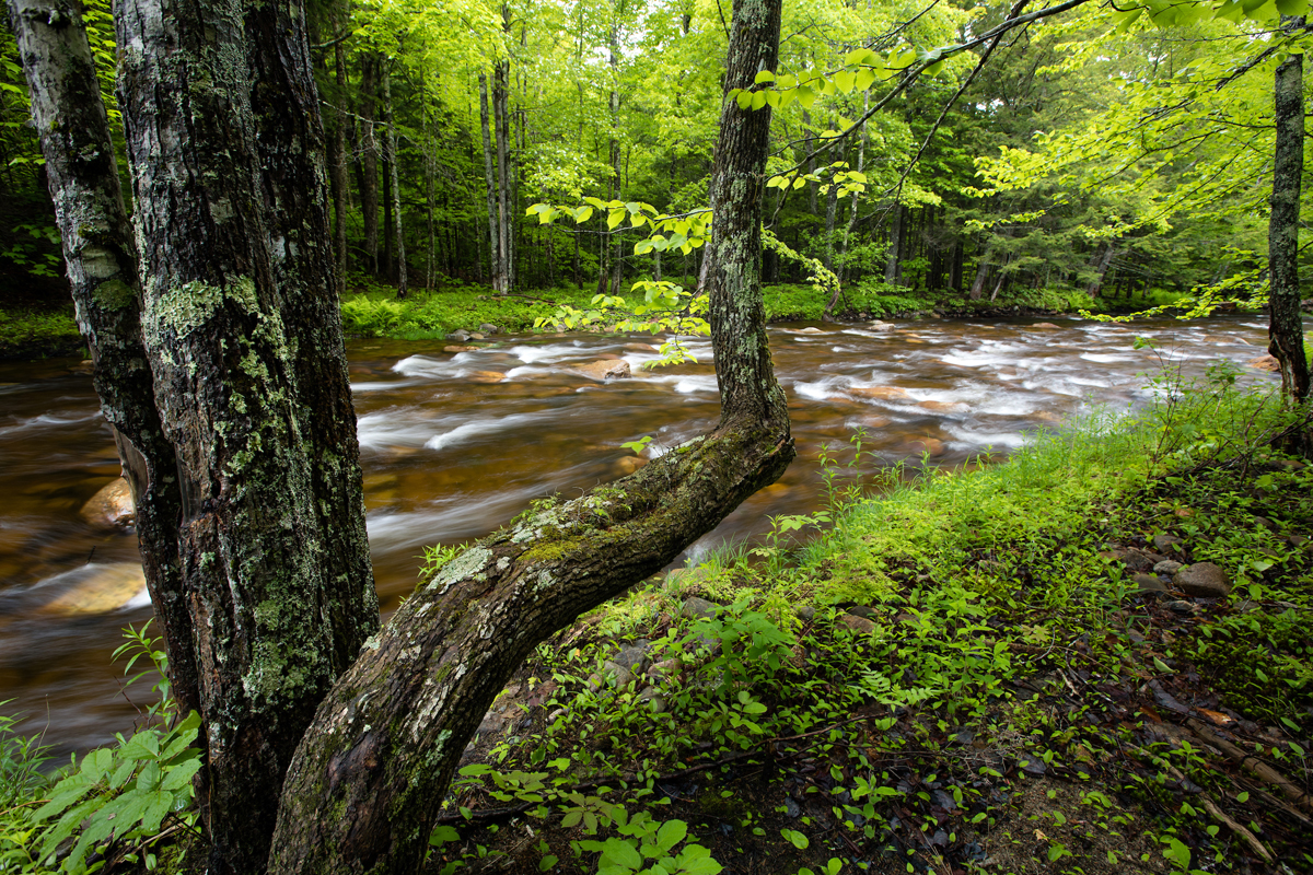 Steram running through green forest