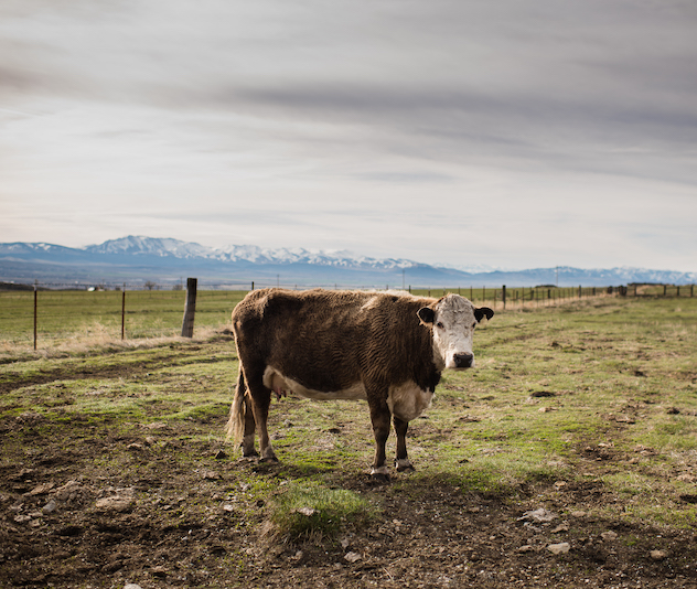 Cow looking at the camera in a field with mountains in the background