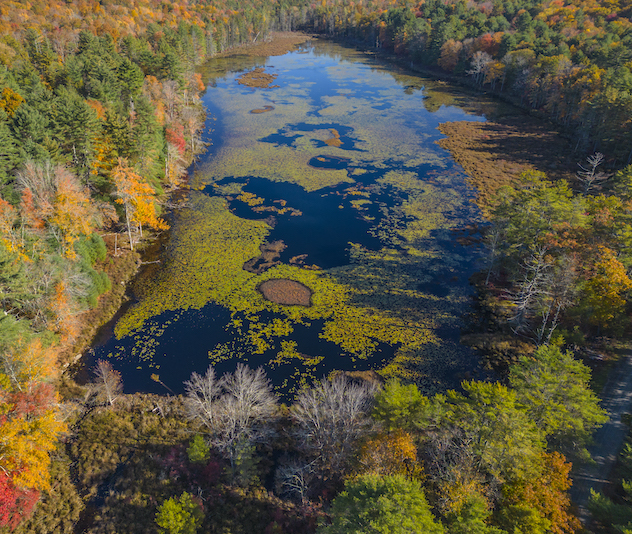 River with green algae and plants with fall colored trees on either side