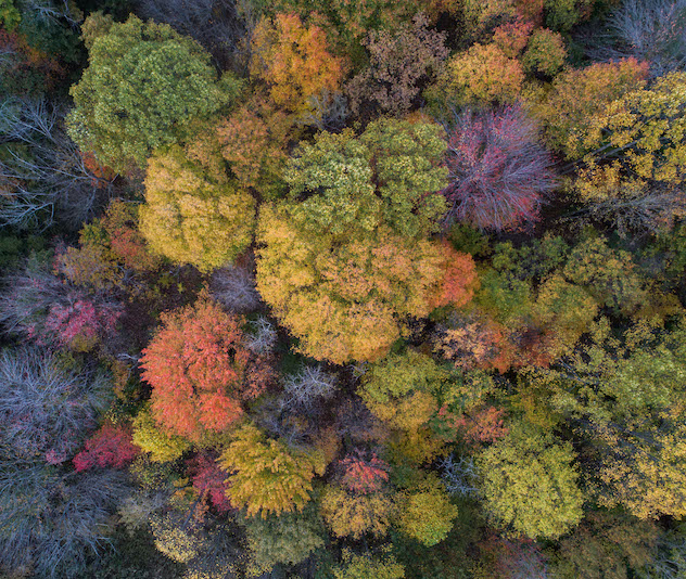 Fall colored trees from above