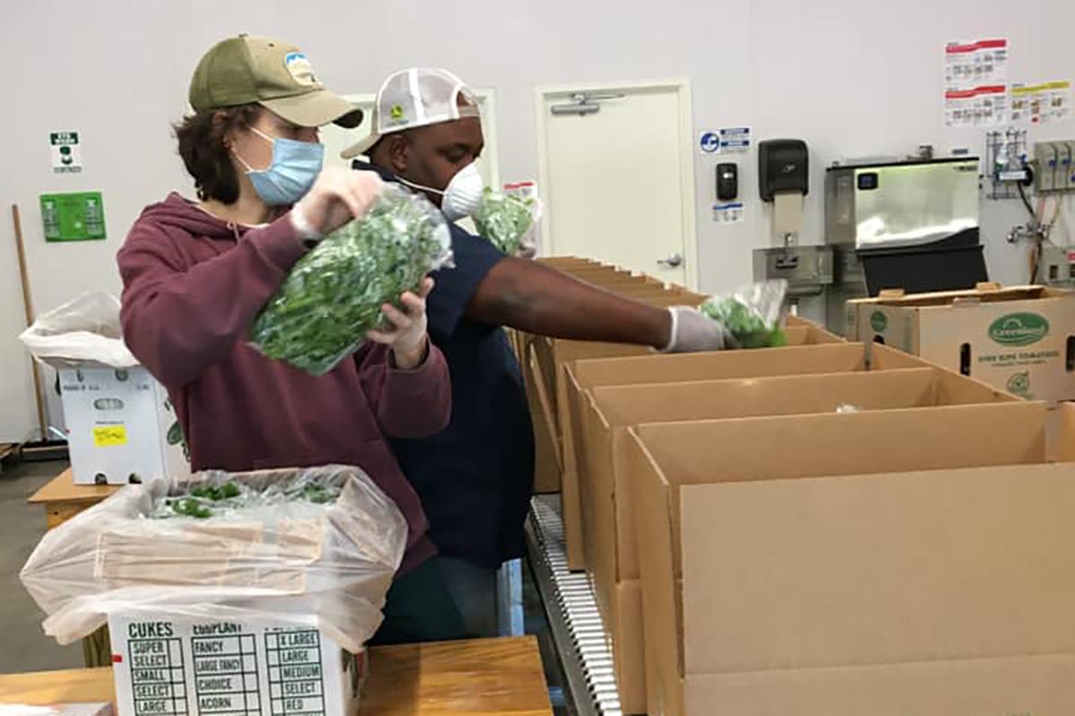 Two people in face masks loading bagged greens in cardboard boxes