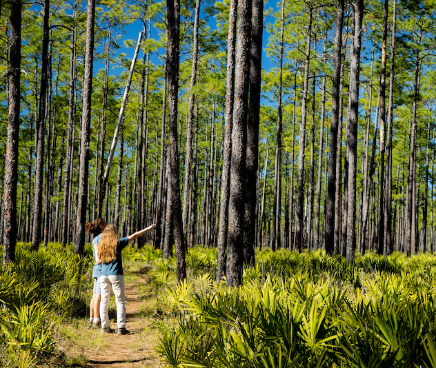 Two people walking in a forest and pointing at trees