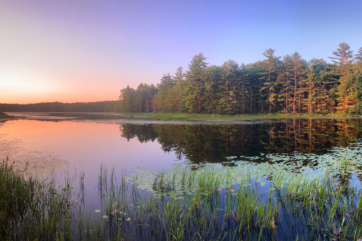 River at sunrise with lily pads and grasses in the front and trees in the background