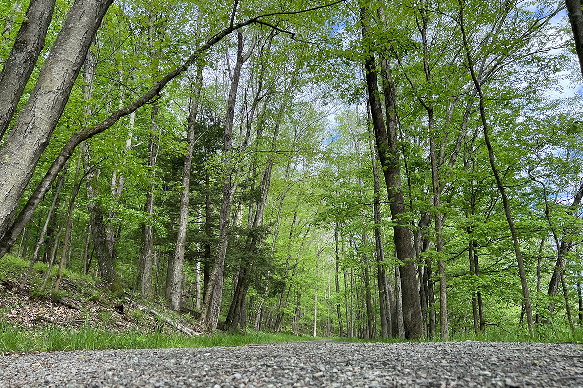 Gravel path running through the forest with green trees