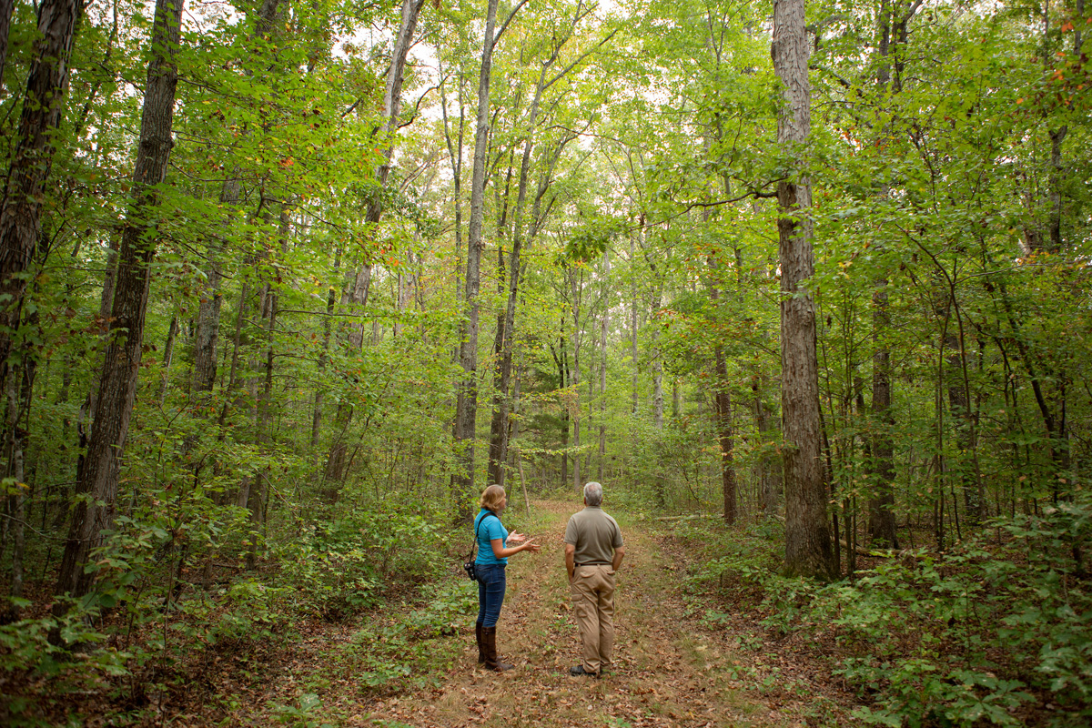 A man and woman standing on a path in the forest and talking while looking at trees