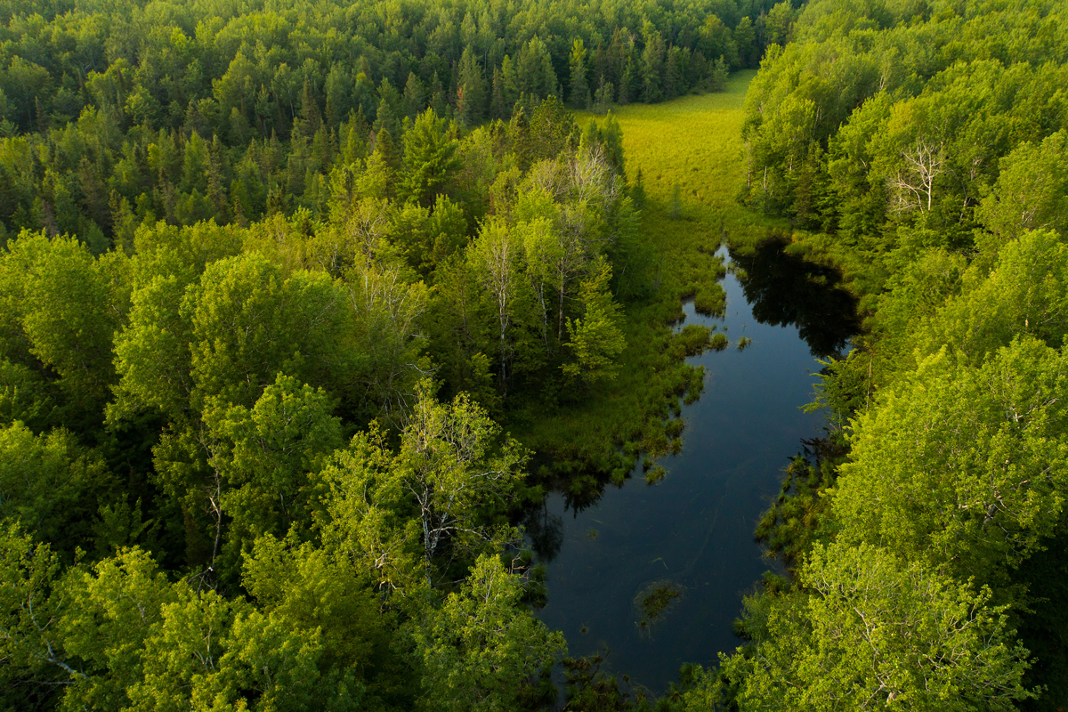 Pond in green forest from above