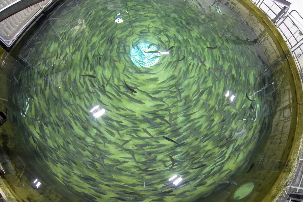 Aquaculture tank with many fish swimming in a circle